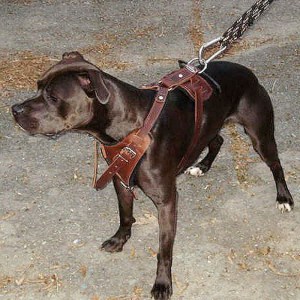 Коричневая шлейка из кожи для питбуля «Working Dog»